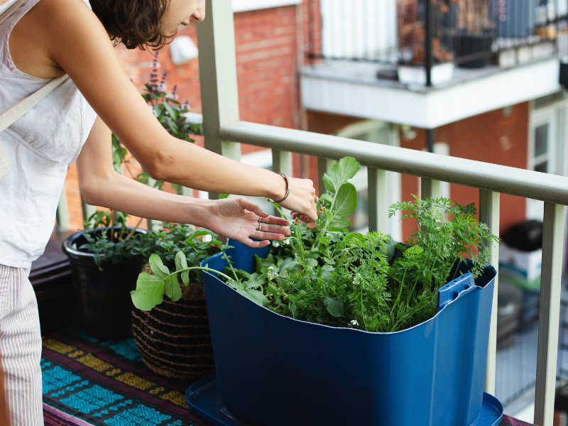 Eine Frau pflegt ihre Pflanzen in einem kleinen urbanen Garten auf einem Balkon. Sie ist dabei, frisches Gemüse zu ernten. Im Hintergrund sind Wohngebäude zu sehen